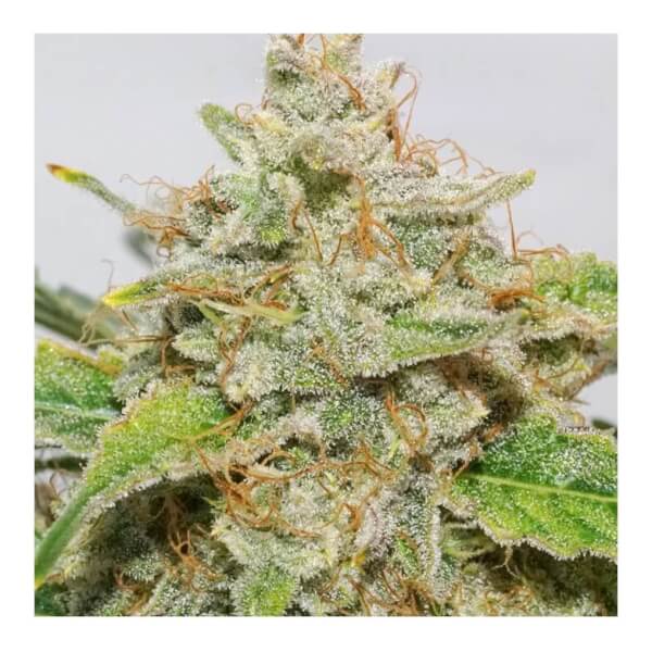 Auto Skywalker Haze