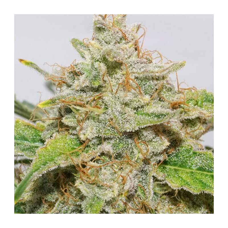 Skywalker Haze Auto
