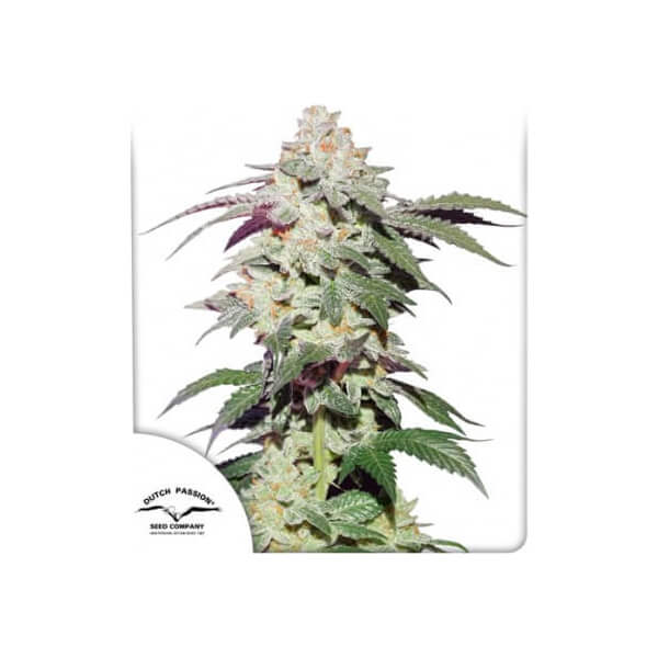 Skywalker Haze