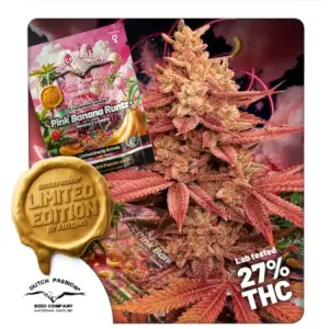 Pink Banana Runtz