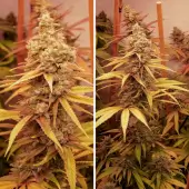 Pink Banana Runtz