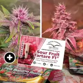 Pink Banana Runtz