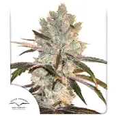 Orz OG Limited Edition