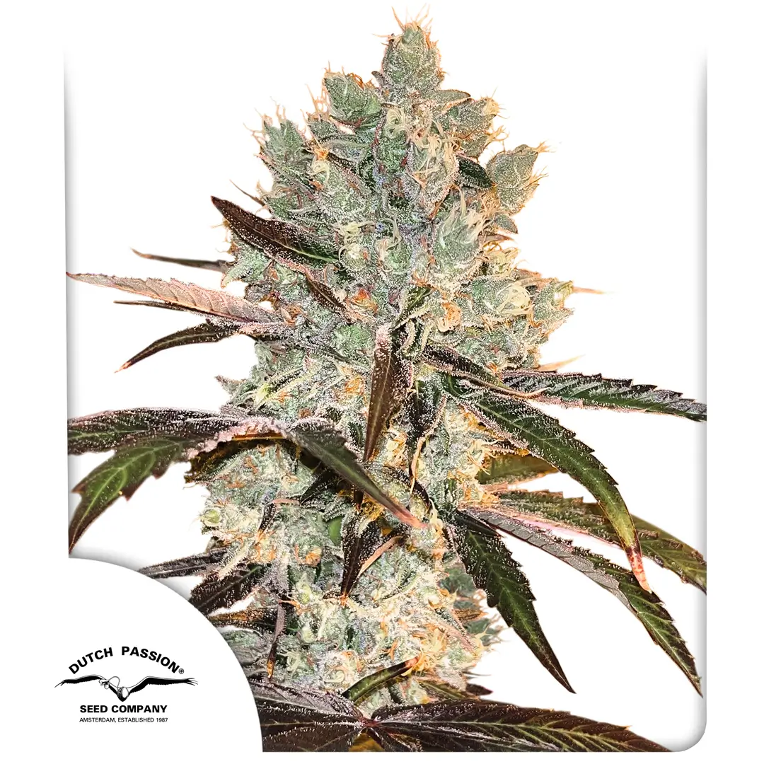 Orz OG