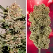 Auto Strawberry Soda