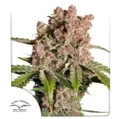 Auto Strawberry Soda