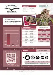 Auto Strawberry Soda