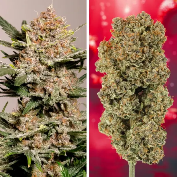 Auto Strawberry Soda