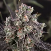 Candy Bubatz XL