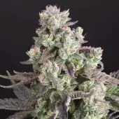 Candy Bubatz XL