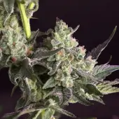 Candy Bubatz XL