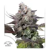 Candy Bubatz XL