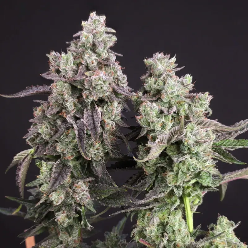 Candy Bubatz XL