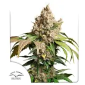 Auto Red Tropicana Cookies