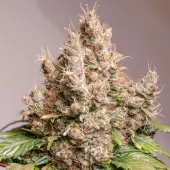 Auto Red Tropicana Cookies