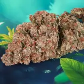 Auto Red Tropicana Cookies
