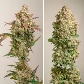 Auto Red Tropicana Cookies