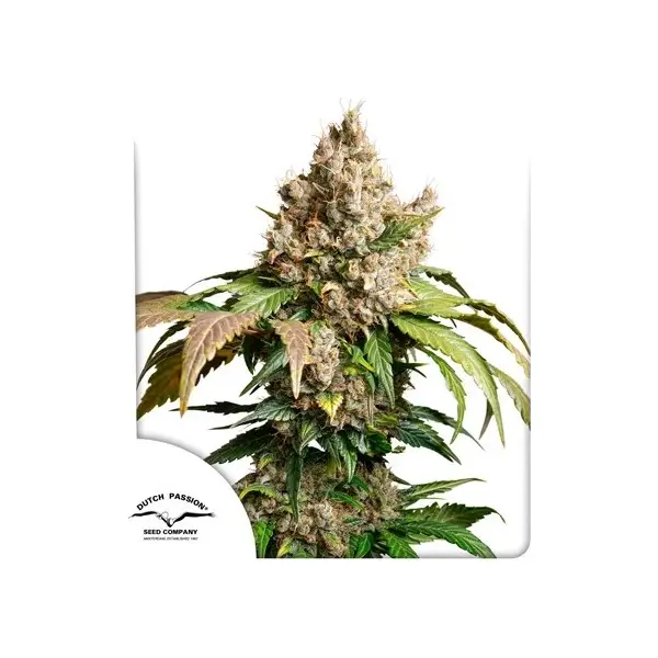 Auto Red Tropicana Cookies