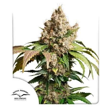 Red Tropicana Cookies Auto