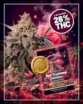 Red Tropicana Cookies Limited Edition