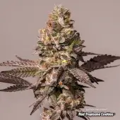 Red Tropicana Cookies Limited Edition