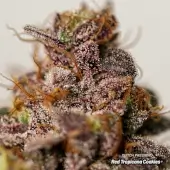 Red Tropicana Cookies Limited Edition