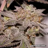 Red Tropicana Cookies Limited Edition