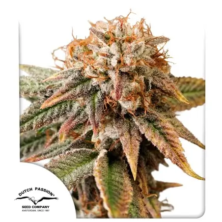 Kingston Punch Auto