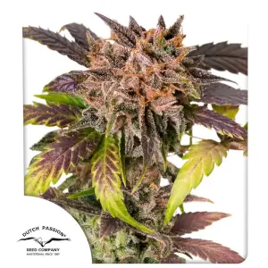 GrapefruitZ Auto
