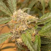 GrapefruitZ Auto