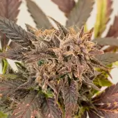 GrapefruitZ Auto