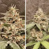 GrapefruitZ Auto