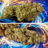 GrapefruitZ Auto