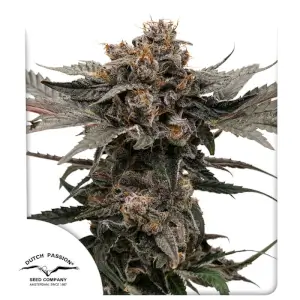 Slush Mint Cake Auto