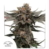 Slush Mint Cake Auto