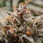Slush Mint Cake Auto