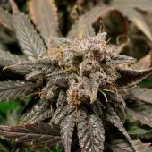 Slush Mint Cake Auto