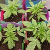 Slush Mint Cake Auto