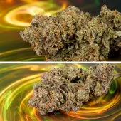 Slush Mint Cake Auto