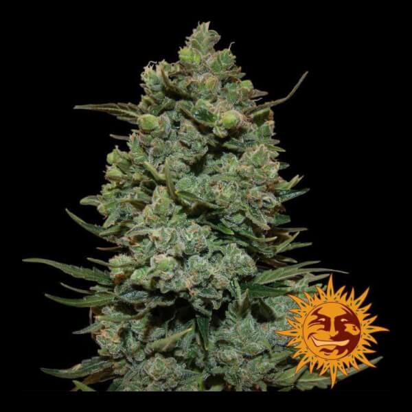 Cookies Kush