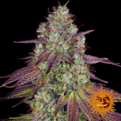 Mimosa Evo