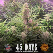 Wedding Cake Auto