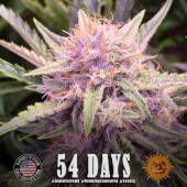 Wedding Cake Auto