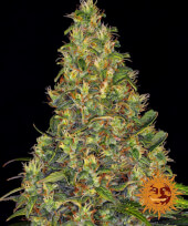 Amnesia Haze Auto