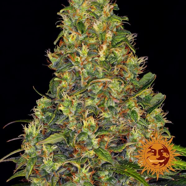 Amnesia Haze Auto