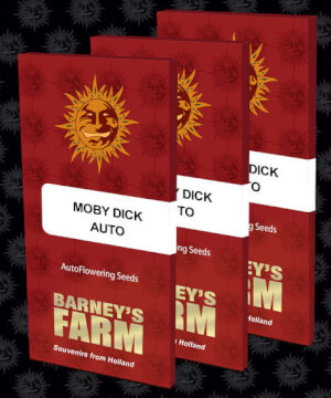 Moby Dick Auto