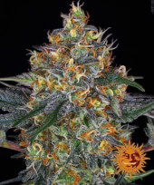 Moby Dick Auto