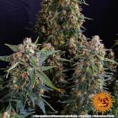 Strawberry Cheesecake Auto