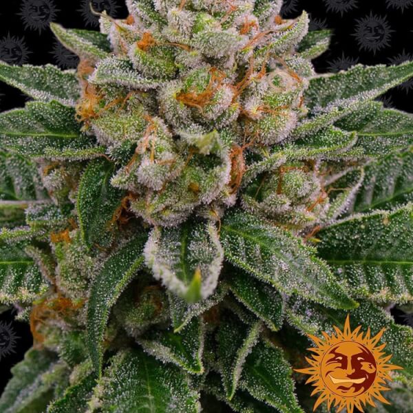 Skywalker OG Auto