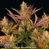 Blue Sunset Sherbert